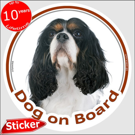 Tricolour Cavalier King Charles Dog on Board sticker with white chest, long silky ears and breed photo for car windows.