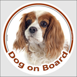Blenheim Cavalier King Charles Dog on Board sticker with chestnut markings, white coat and long silky ears for vehicle windows.