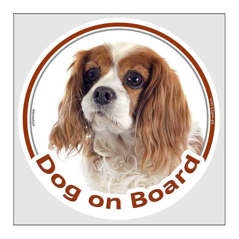 Blenheim Cavalier King Charles Dog on Board sticker with chestnut markings, white coat and long silky ears for vehicle windows.