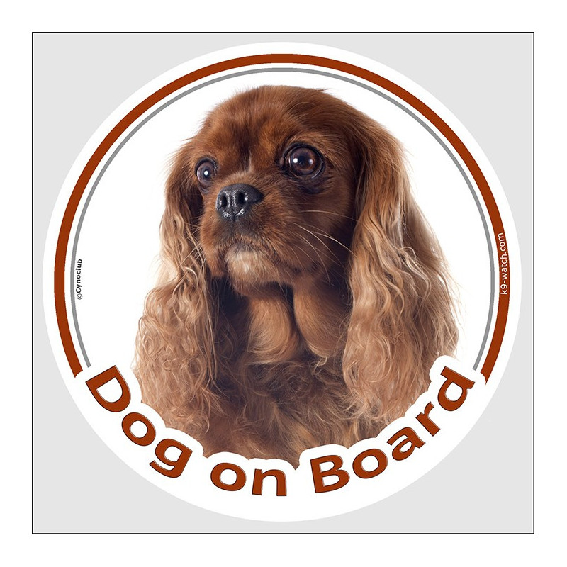 Ruby Cavalier King Charles Dog on Board sticker with rich red long silky coat and feathered ears for car windows.