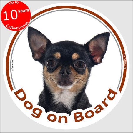 Black and tan short-haired Chihuahua Dog on Board sticker with smooth-haired coat and white chest for car windows and vehicles.