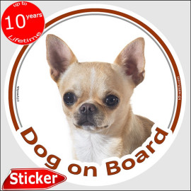 Fawn short-haired Chihuahua Dog on Board sticker with smooth-haired coat and white chest for car windows and vehicles.