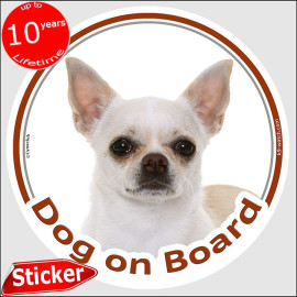 White short-haired Chihuahua Dog on Board sticker with smooth-haired coat and cream shading for car windows and vehicles.