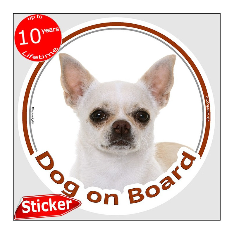 White short-haired Chihuahua Dog on Board sticker with smooth-haired coat and cream shading for car windows and vehicles.