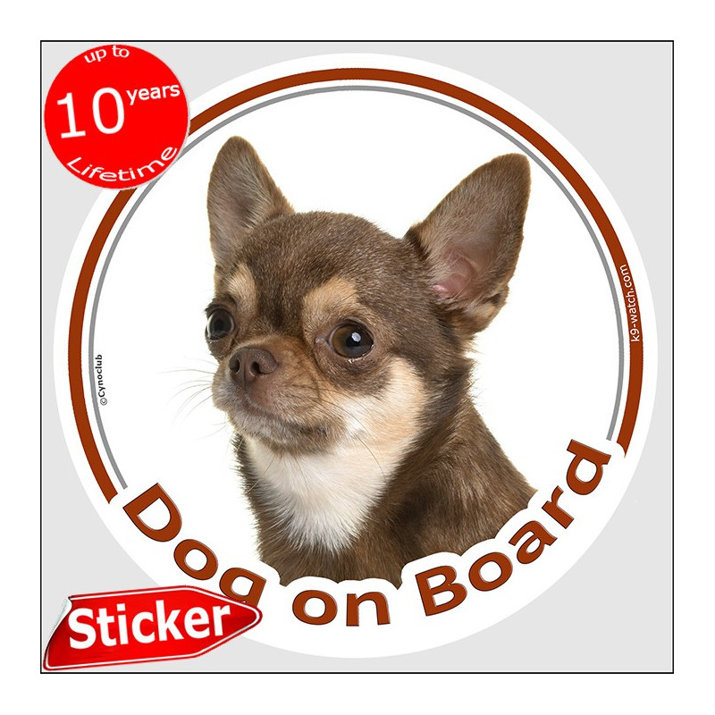 Chocolate short-haired Chihuahua Dog on Board sticker with tan markings, white chest and smooth-haired coat for car windows.