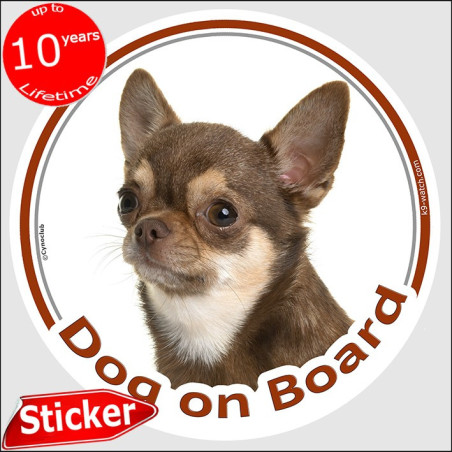 Chocolate short-haired Chihuahua Dog on Board sticker with tan markings, white chest and smooth-haired coat for car windows.