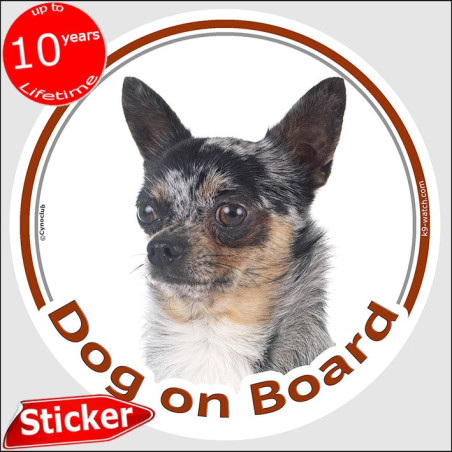 Blue merle short-haired Chihuahua Dog on Board sticker with smooth-haired coat and tan markings for car windows and vehicles.