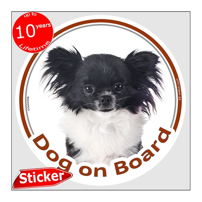 Black and white long-haired Chihuahua Dog on Board sticker with silky coat and bright white chest for car windows and vehicles.