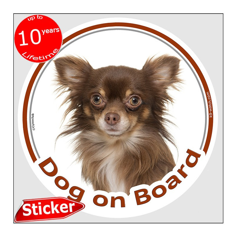 Chocolate long-haired Chihuahua Dog on Board sticker with tan points, cream chest and silky coat for car windows.