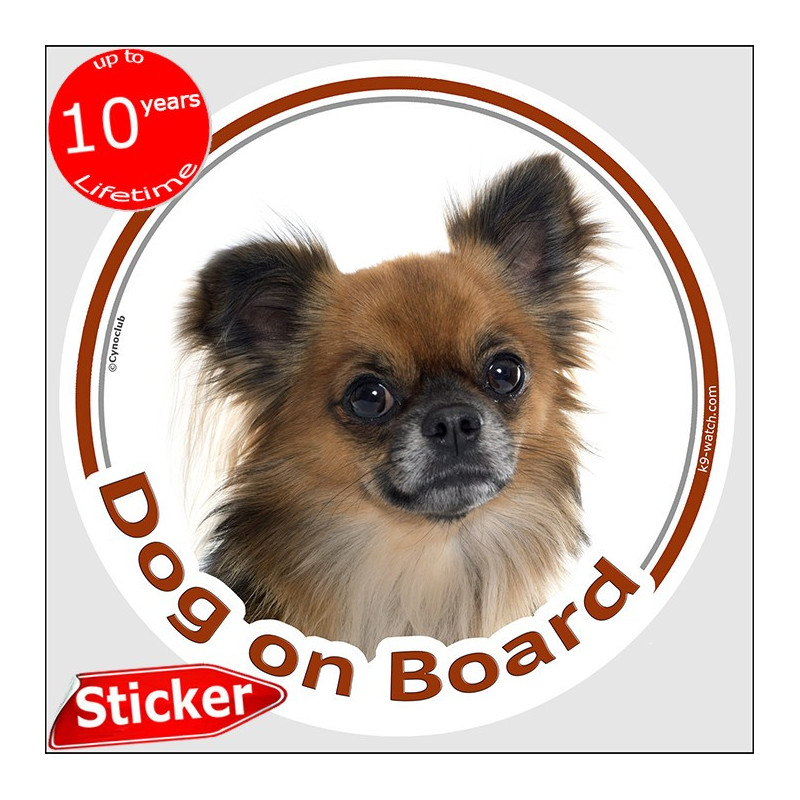 Sable Long-Haired Chihuahua Dog on Board Sticker