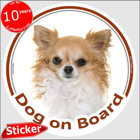 Cream and fawn long-haired Chihuahua Dog on Board sticker with white ruff, silky coat and soft portrait for car windows.