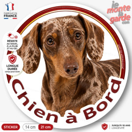 Sticker Teckel poil ras marron arlequin et feu "Chien à Bord", adhésif voiture fabriqué en France