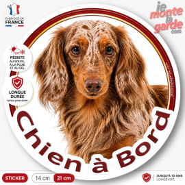 Sticker Teckel poil long rouge arlequin "Chien à Bord", autocollant voiture fabriqué en France