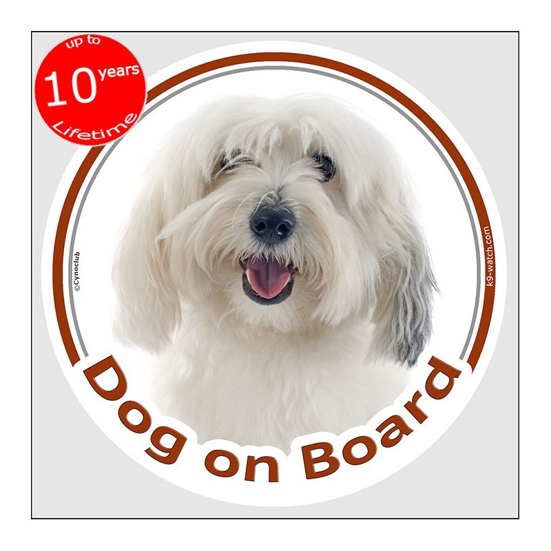 Coton de Tulear Dog on Board sticker with white cottony coat, grey ear shading and cheerful portrait for car windows and vans. Coton de Tulear Dog on Board sticker with white cottony coat, grey ear shading and cheerful portrait for car windows and vans.