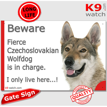 Czechoslovakian Wolfdog funny gate sign with “I only live here” joke, wolf-grey coat and pale mask for doors, gates and fences.