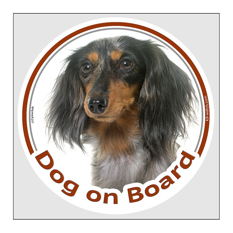 Dapple long-haired Dachshund Dog on Board sticker with black and tan markings, silver mottling and silky coat for cars.