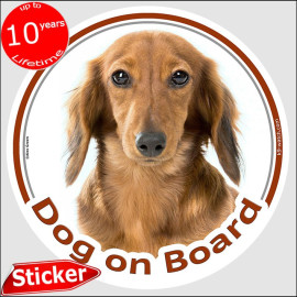 Red long-haired Dachshund Dog on Board sticker with silky coat, warm copper colour and elegant portrait for vehicle windows.