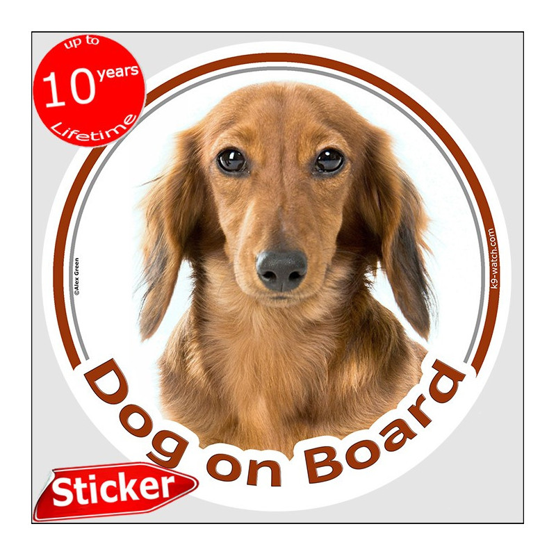 Red long-haired Dachshund Dog on Board sticker with silky coat, warm copper colour and elegant portrait for vehicle windows.