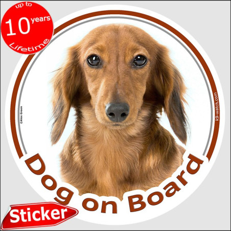 Red long-haired Dachshund Dog on Board sticker with silky coat, warm copper colour and elegant portrait for vehicle windows.
