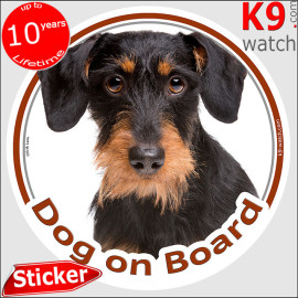 Black and tan wire-haired Dachshund Dog on Board sticker with rough beard, harsh coat and portrait for car windows and vans.
