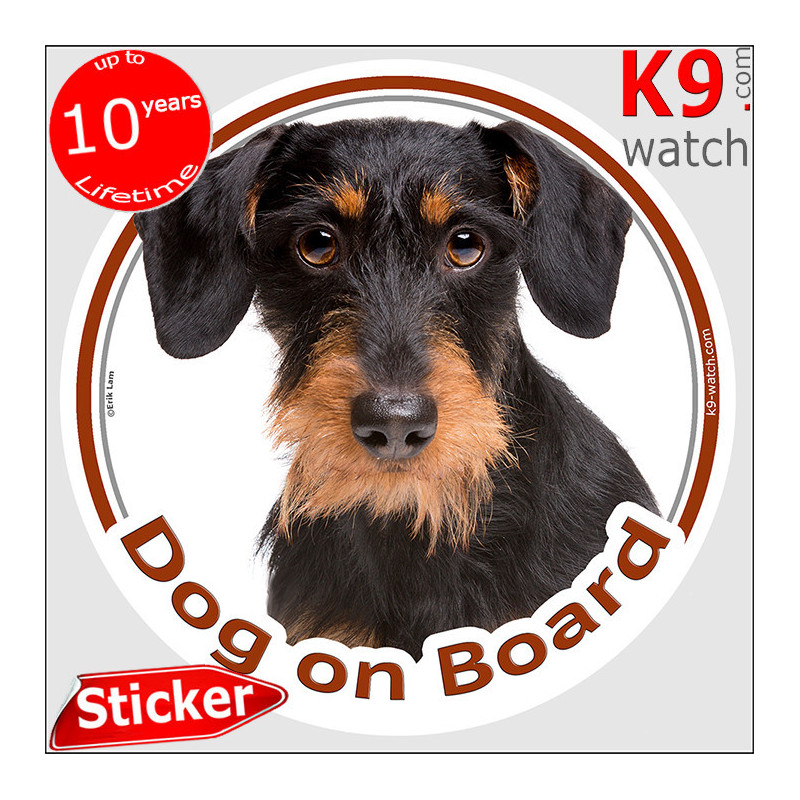 Black and tan wire-haired Dachshund Dog on Board sticker with rough beard, harsh coat and portrait for car windows and vans.