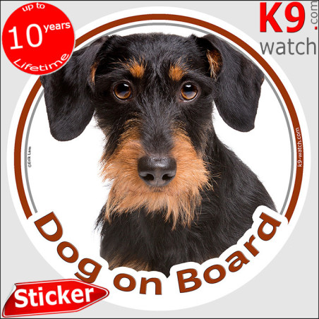 Black and Tan Wire-Haired Dachshund Dog on Board Sticker 14 cm