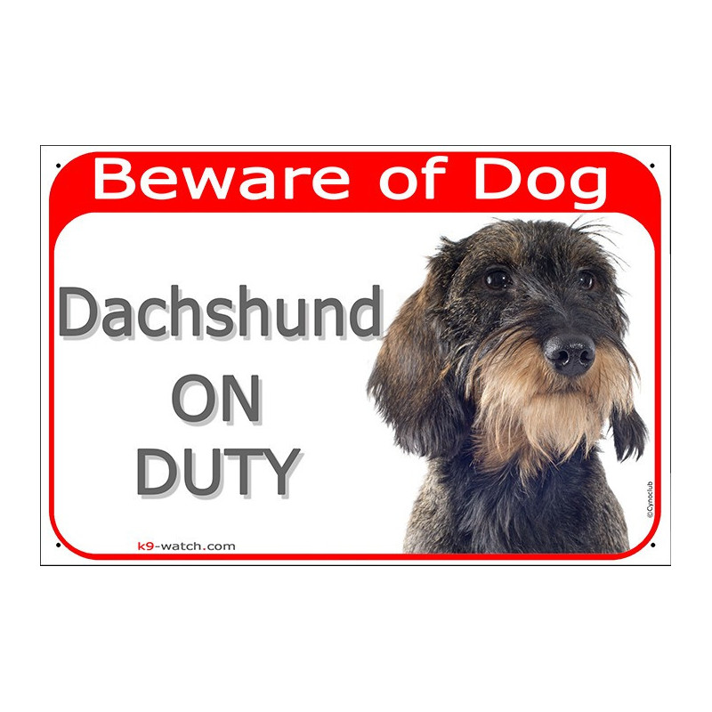 Wire-haired Dachshund On Duty sign with wild boar coat, rough beard and red warning header for gates, fences and doors.