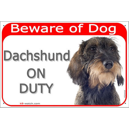 Wire-haired Dachshund On Duty sign with wild boar coat, rough beard and red warning header for gates, fences and doors.