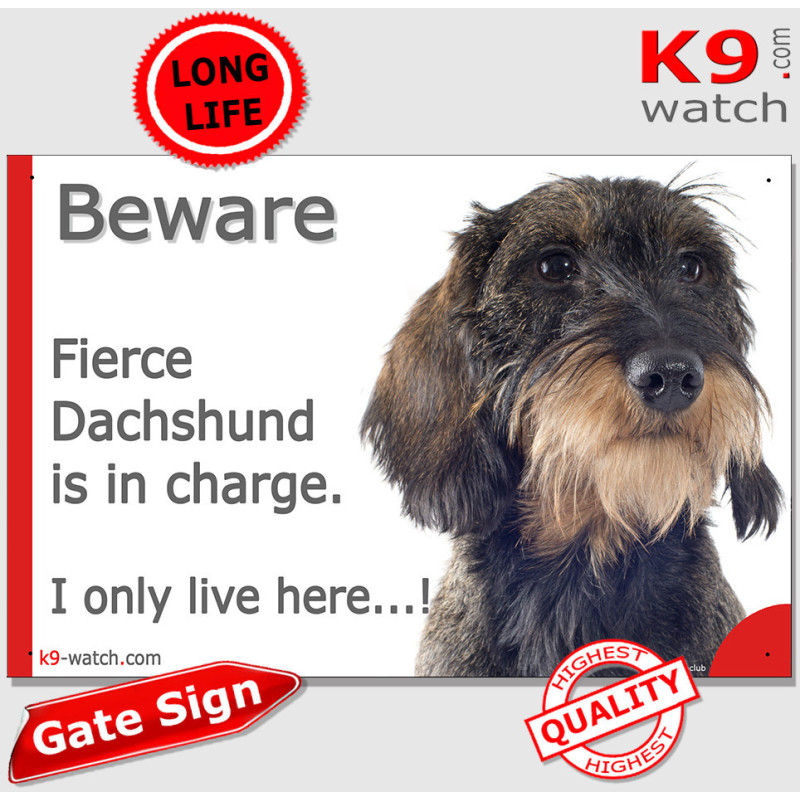 Funny wild boar wire-haired Dachshund gate sign with “I only live here” joke, wiry beard and grizzled coat.