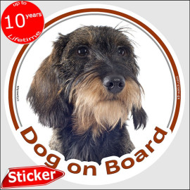 Wild boar wire-haired Dachshund Dog on Board sticker with grizzled coat, tan beard and wiry portrait for car windows and vans.