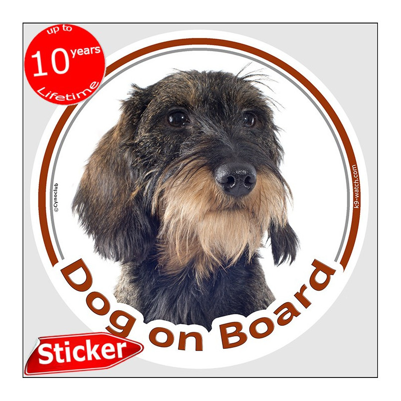 Wild boar wire-haired Dachshund Dog on Board sticker with grizzled coat, tan beard and wiry portrait for car windows and vans.