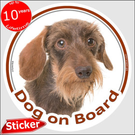 Chocolate wild boar wire-haired Dachshund Dog on Board sticker with rough tan beard and warm grizzled coat for car windows.