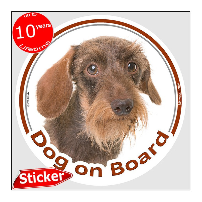 Chocolate wild boar wire-haired Dachshund Dog on Board sticker with rough tan beard and warm grizzled coat for car windows.