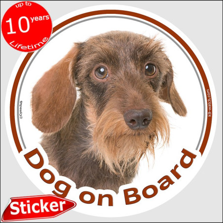 Chocolate wild boar wire-haired Dachshund Dog on Board sticker with rough tan beard and warm grizzled coat for car windows.