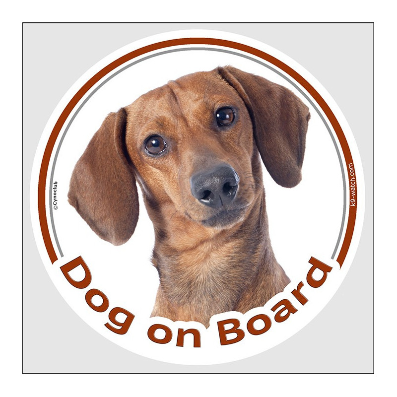 Red smooth-haired Dachshund Dog on Board sticker with glossy short coat and tilted portrait for car windows and vans.