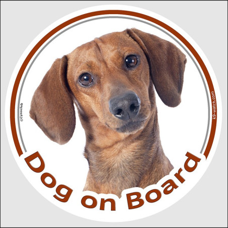 Red smooth-haired Dachshund Dog on Board sticker with glossy short coat and tilted portrait for car windows and vans.