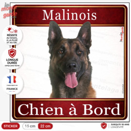 Sticker Malinois "Chien à Bord" pour voiture, adhésif durable fabriqué en France, résiste dehors