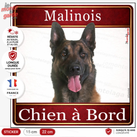 Sticker Malinois "Chien à Bord" pour voiture, adhésif durable fabriqué en France, résiste dehors