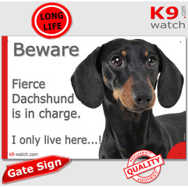 Funny black and tan smooth-haired Dachshund gate sign with “I only live here” joke and glossy coat for doors and fences.