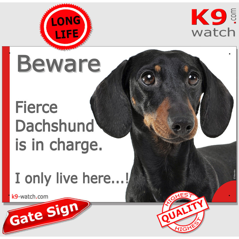 Funny black and tan smooth-haired Dachshund gate sign with “I only live here” joke and glossy coat for doors and fences.