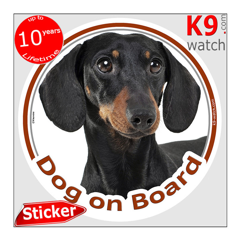 Black and tan smooth-haired Dachshund Dog on Board sticker with glossy short coat and tan points for rear car windows and vans.