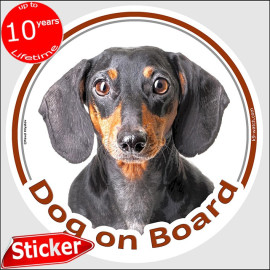 Black and tan smooth-haired Dachshund Dog on Board sticker with front-facing glossy portrait and amber eyes for vehicle glass.