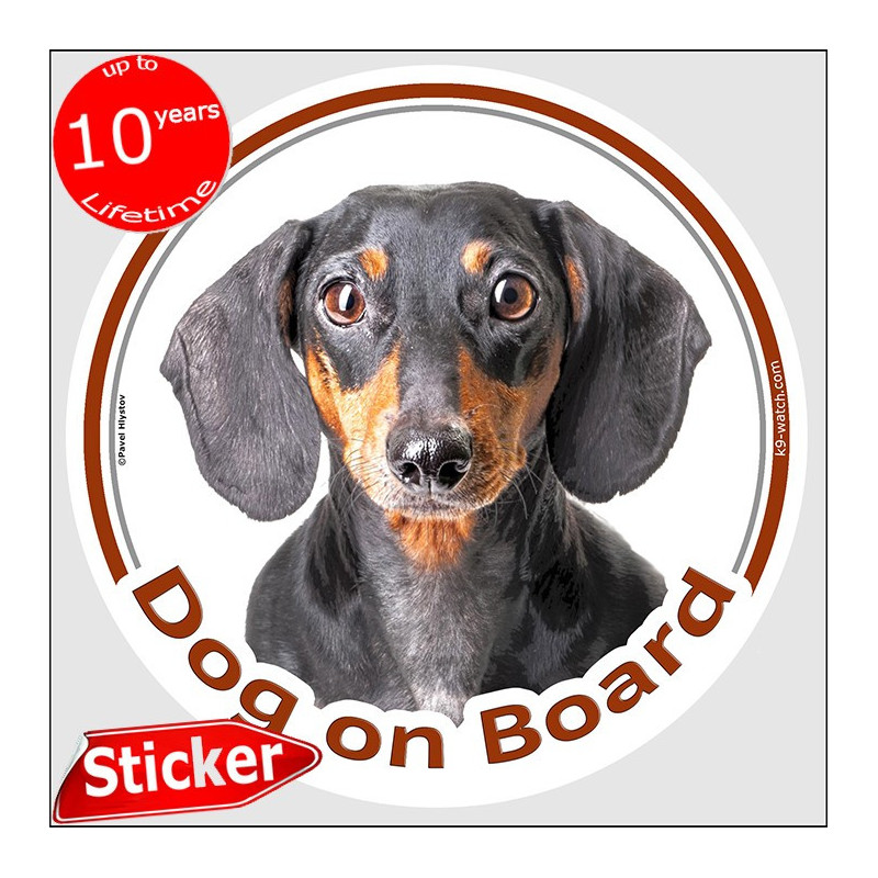 Black and tan smooth-haired Dachshund Dog on Board sticker with front-facing glossy portrait and amber eyes for vehicle glass.
