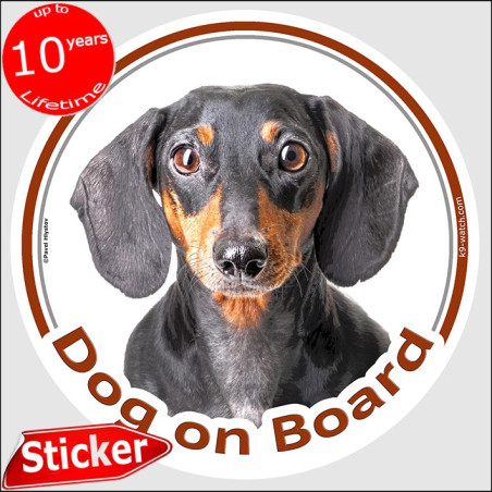 Black and tan smooth-haired Dachshund Dog on Board sticker with front-facing glossy portrait and amber eyes for vehicle glass.