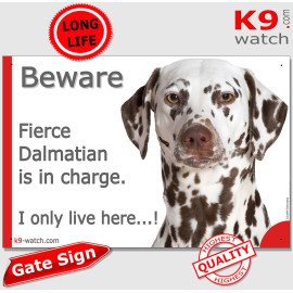 Funny liver Dalmatian gate sign with I only live here joke, brown spots, amber eyes and white short coat for private entrances.