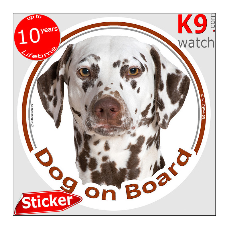 Liver-spotted Dalmatian Dog on Board sticker with brown spots, amber eyes and white short coat for car windows, vans and cars.