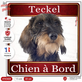 Sticker carré Teckel à poil dur sanglier "Chien à Bord" pour voiture, fabrication française durable