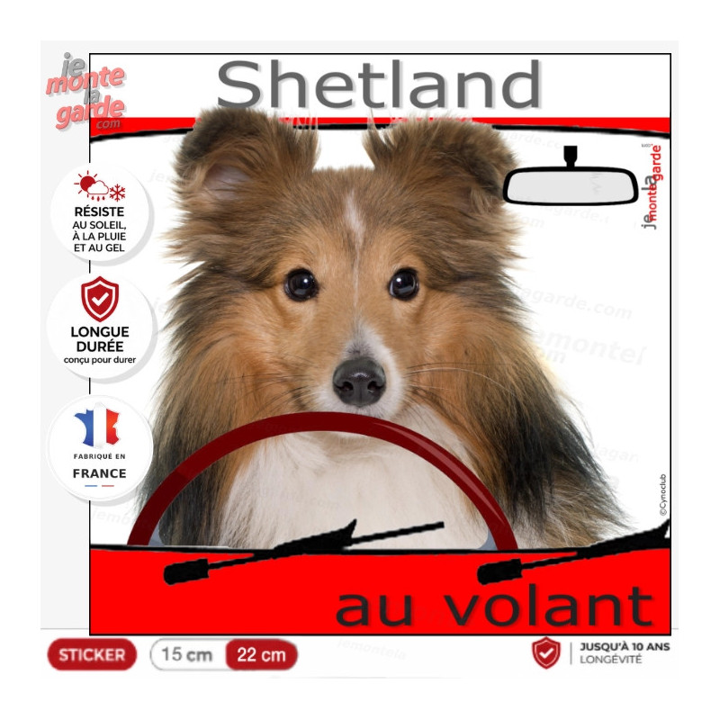 "Shetland au volant" panneau autocollant humoristique voiture photo sticker Sheltie fauve et blanc chien à bord, résiste dehors "Shetland au volant" panneau autocollant humoristique voiture photo sticker Sheltie fauve et blanc chien à bord, résiste dehors