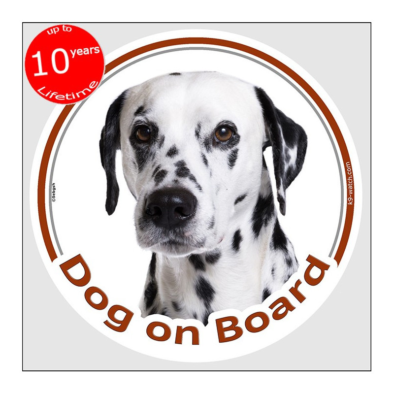 Black-spotted Dalmatian Dog on Board sticker with classic white coat, black spots and realistic portrait for vehicle windows. Black-spotted Dalmatian Dog on Board sticker with classic white coat, black spots and realistic portrait for vehicle windows.