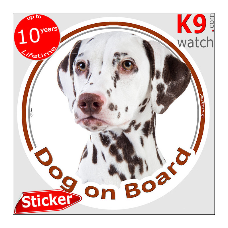 Liver-spotted Dalmatian Dog on Board sticker featuring a close-up portrait with amber eyes and rich chocolate spotting.